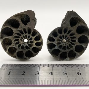 Pyritized Ammonite