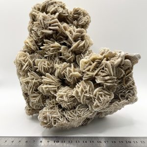 Desert Rose - Mexico