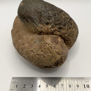 Fossil Fern Roots - Wandoan